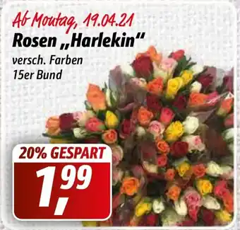 Simmel Rosen ,,Harlekin" Angebot