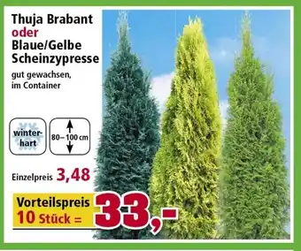 Thomas Philipps Thuja Brabant oder Blaue/Gelbe Scheinzypresse Angebot