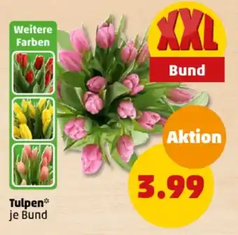 PENNY Tulpen Angebot