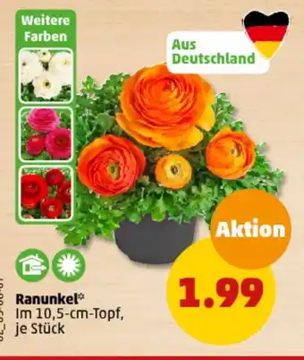 PENNY Ranunkel Im 10,5-cm-Topf Angebot