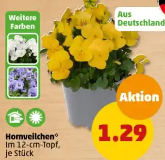 PENNY Hornveilchen Angebot