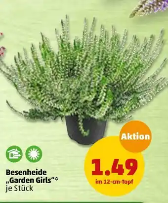 PENNY Besenheide „garden girls“ Angebot