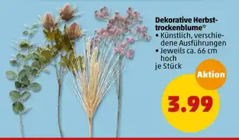 PENNY Dekorative herbsttrockenblume Angebot