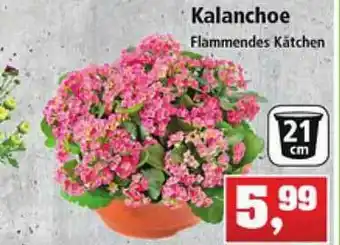 Thomas Philipps Kalanchoe Flammendes Kätchen Angebot