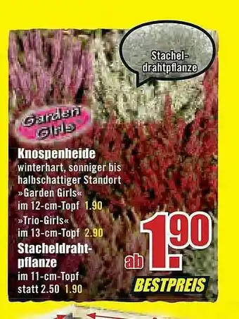 B1 Discount Baumarkt Garden Girls Knospenheide Oder Stacheldrahtpflanze Angebot