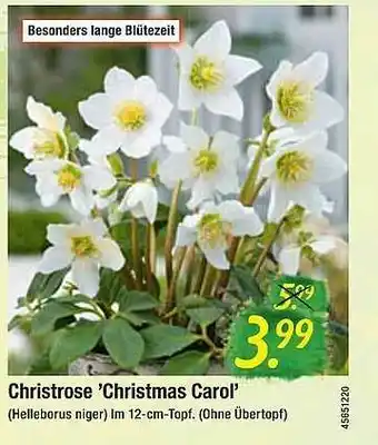 Hagebau Christrose „christmas Carol” Angebot