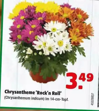 Hagebau Chrysantheme „rock'n Roll” Angebot