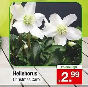 Zimmermann Helleborus Angebot