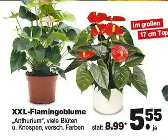 Repo Markt Xxl-flamingoblume Angebot