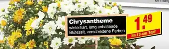 Lüchau Bauzentrum Chrysantheme Angebot