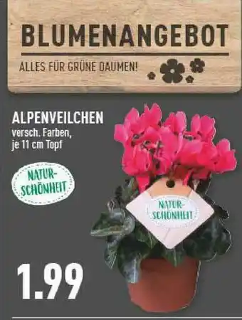 Marktkauf Alpenveilchen Angebot