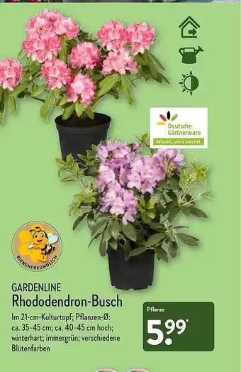 Aldi Nord Rhododendron-busch Angebot