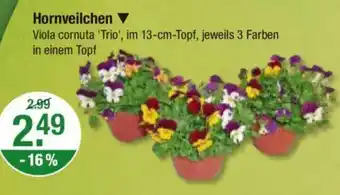 V Markt Hornveilchen Viola cornuta 'Trio', im 13-cm-Topf Angebot