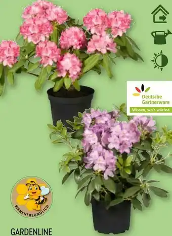 Aldi Nord Rhododendron-Busch Angebot