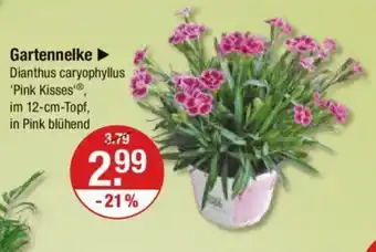 V Markt Gartennelke Dianthus caryophyllus 'Pink Kisses' Angebot