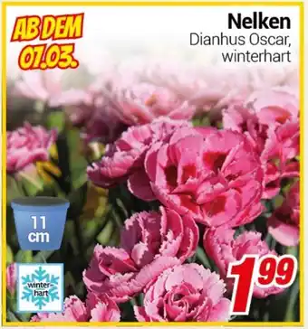 CENTERSHOP Nelken Angebot