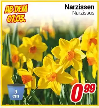 CENTERSHOP Narzissen Angebot