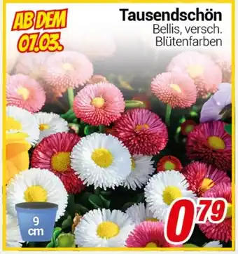 CENTERSHOP Tausendschön Angebot