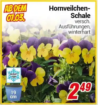 CENTERSHOP Hornveilchen Schale Angebot