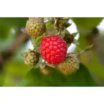 Bauhaus Himbeere (Rubus idaeus Autumn Bliss, Erntezeit: August) Angebot