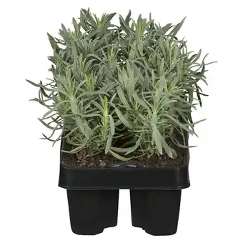 Bauhaus Piardino Lavendel 6er Pack (Lavendula angustifolium, Topfgröße: 9 cm, Lavendelblau) Angebot