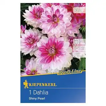 Bauhaus Kiepenkerl Profi-Line Herbstblumenzwiebeln (Dahlia 'Shiny Pearl', 1 Stk.) Angebot