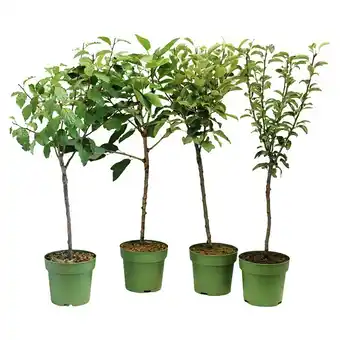 Bauhaus Obstbaum Bio-Sortiment (Terrassenobst, Topfvolumen: 5 l) Angebot