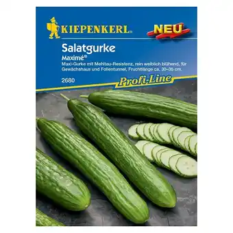 Bauhaus Kiepenkerl Profi-Line Gemüsesamen Salatgurken Maximé (Cucumis sativus, Saatzeit: März, Erntezeit: Juli) Angebot