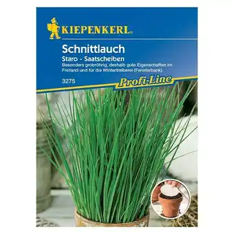 Bauhaus Kiepenkerl Profi-Line Kräutersamen Schnittlauch (Allium schoenoprasum, Erntezeit: Ganzjährig) Angebot