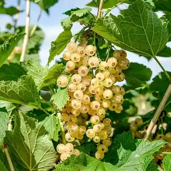 Bauhaus Weiße Johannisbeere Bio - Weiße Versailler (Ribes sativum 'Weiße Versailler', Erntezeit: Juli) Angebot