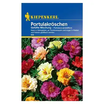 Bauhaus Kiepenkerl Blumensamen Portulakröschen (Portulaca grandiflora, Mehrfarbig, Saatzeit: März, Blütezeit: Juni) Angebot