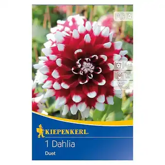 Bauhaus Kiepenkerl Herbstblumenzwiebeln Deko-Dahlie (Dahlia 'Duet', Dunkelrot/Weiß, 1 Stk.) Angebot