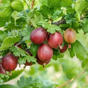 Bauhaus Stachelbeere Bio - Hinnonmäki rot (Ribes uva-crispa Hinnonmäki Rot, Erntezeit: Juli) Angebot