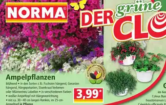 Norma Ampelpflanzen Angebot