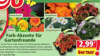 Norma Farb Akzente für Gartenfreunde Angebot