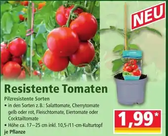 Norma Resistente Tomaten Angebot
