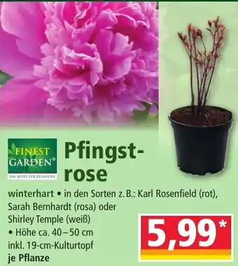 Norma Pfingstrose Angebot