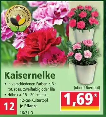 Norma Kaisernelke Angebot