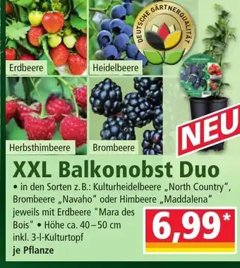 Norma XXL Balkonobst Duo Angebot