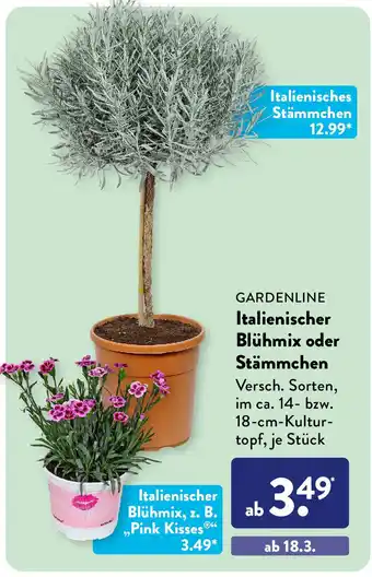 Aldi Süd GARDENLINE Italienischer Blühmix oder Stämmchen Angebot