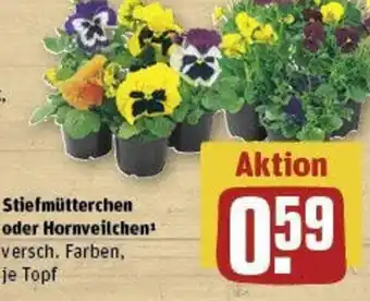 REWE Stiefmütterchen oder Hornveilchen Angebot