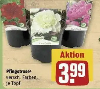 REWE Pfingstrose Angebot