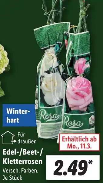 Lidl Edel/Beet/ Kletterrosen Angebot