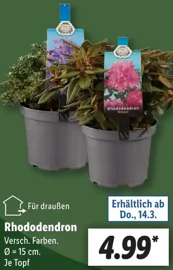 Lidl Rhododendron Angebot