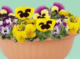 Thomas Philipps Hornveilchen Angebot