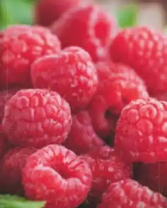 Netto Marken-Discount XXL Himbeeren Angebot