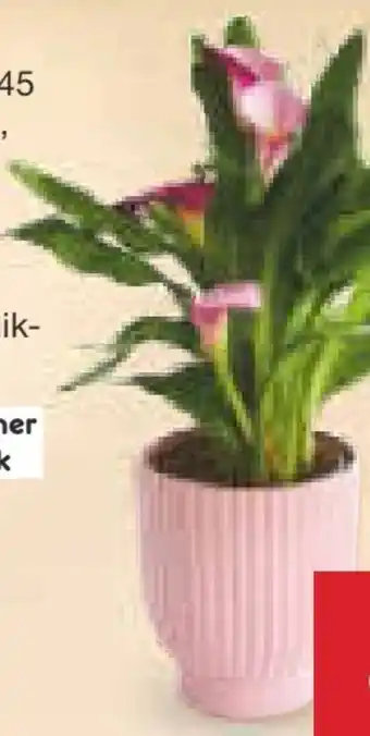 Netto Marken-Discount Calla Angebot