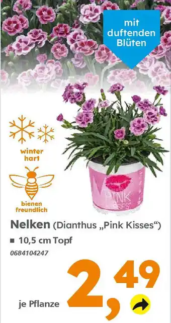 Globus Baumarkt Nelken (Dianthus ,,Pink Kisses") Angebot