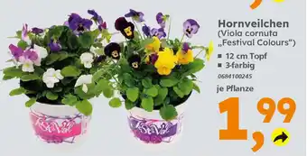 Globus Baumarkt Hornveilchen (Viola cornuta ,,Festival Colours") Angebot