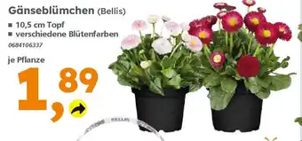 Globus Baumarkt Gänseblümchen (Bellis) Angebot